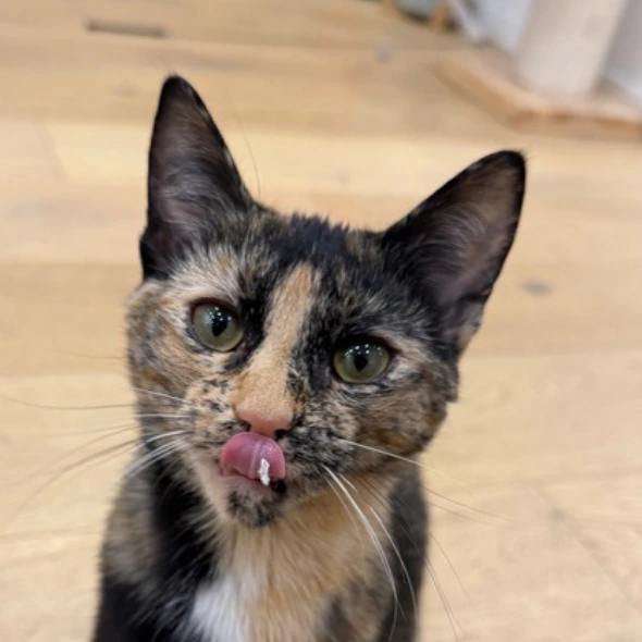 Macchiato