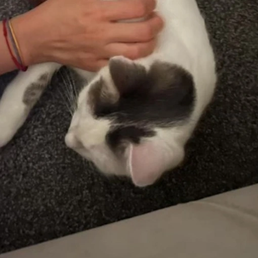 Mantou