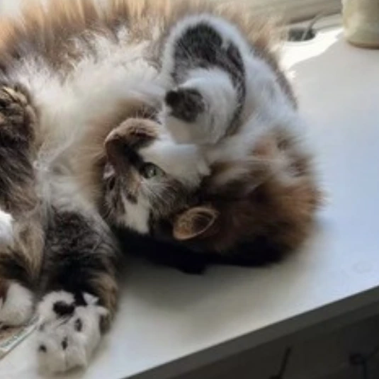 Maomao